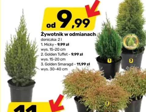 żywotnik