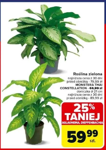 rośliny doniczkowe