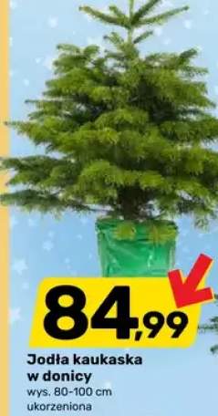 jodła kaukaska
