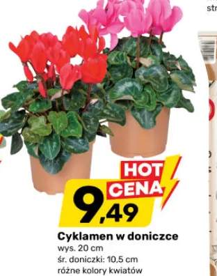 cyklamen