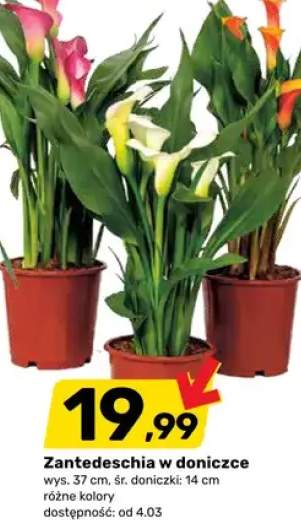 Zantedeschia w doniczce