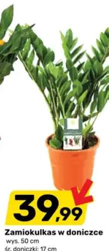 Zamiokulkas w doniczce