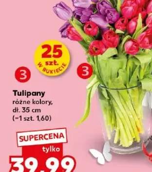 tulipany