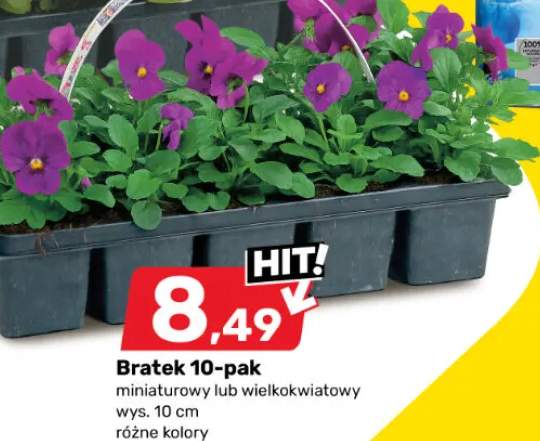 Bratek 10-pak miniaturowy lub wielokwiatowy