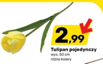 Tulipan pojedynczy różne kolory