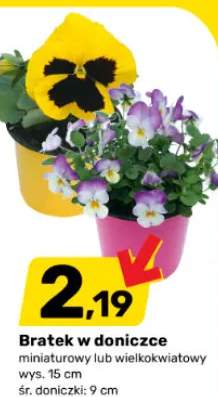 Bratek w doniczce miniaturowy lub wielkokwiatowy wys. 15 cm