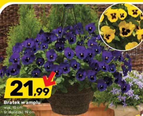 Bratek miniaturowy w amplu wys. 15 cm