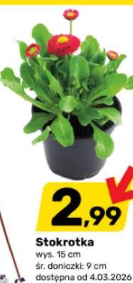 Stokrotka wys. 15 cm