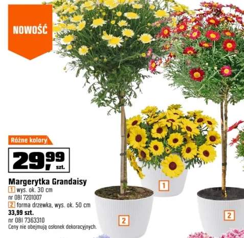 margaretka
