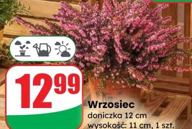wrzosiec