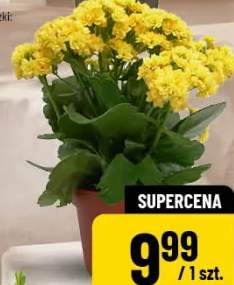 kalanchoe