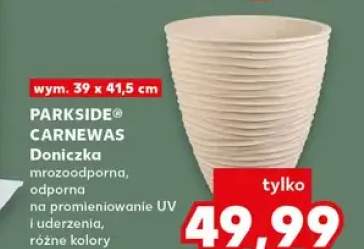 donica mrozoodporna