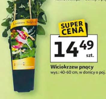 wiciokrzew