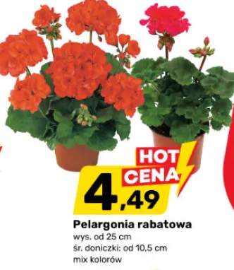 Pelargonia rabatowa