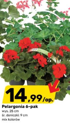 Pelargonia 6-pak