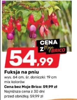 Fuksja na pniu mix kolorów