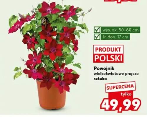 powojnik
