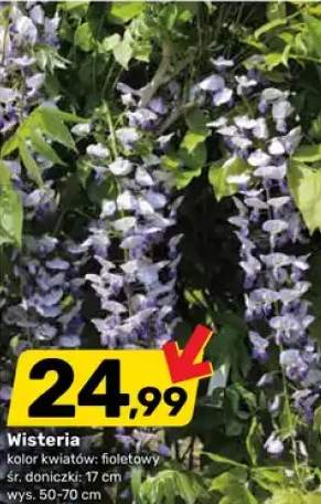 Wisteria kolor kwiatów fioletowy śr. doniczki 17cm wys. 50-70cm