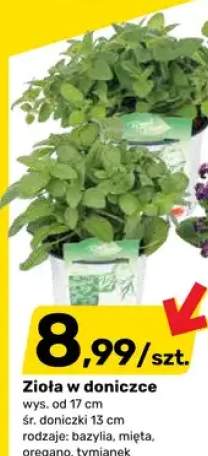 Zioła w doniczce wys. od 17cm śr. doniczki 13cm oregano
