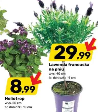 Heliotrop wys. 25cm śr. doniczki 10cm