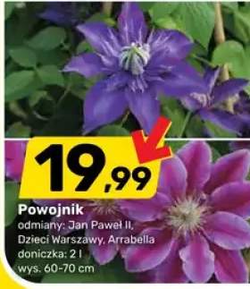 Powojnik odmiana Jan Paweł II doniczka 2l wys. 60-70cm