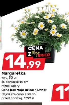 Margaretka wys. 50cm śr. doniczki 14cm różne kolory