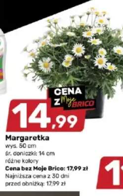 Margaretka wys. 50cm różne kolory