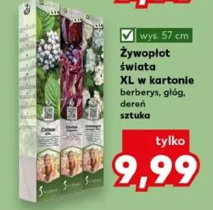 dereń