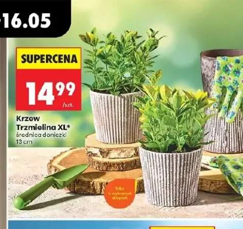 trzmielina