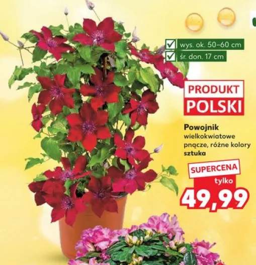 powojnik