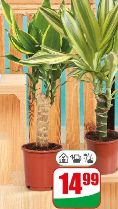 dracena