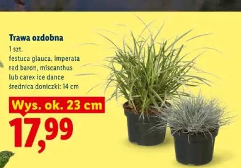 trawa ozdobna