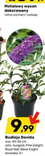 Budleja Davida Pink Delight wys. 40-50 cm doniczka 3 l +3 warianty