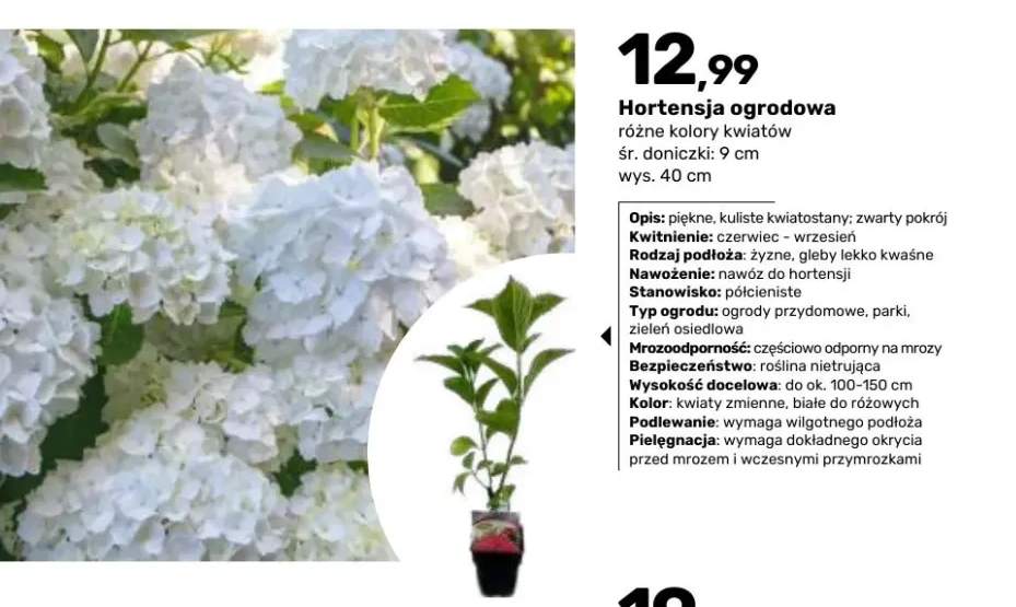 Hortensja ogrodowa śr. doniczki 9 cm wys. 40