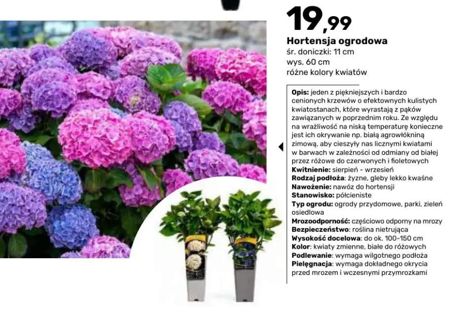 Hortensja ogrodowa śr. doniczki 11 cm wys. 60
