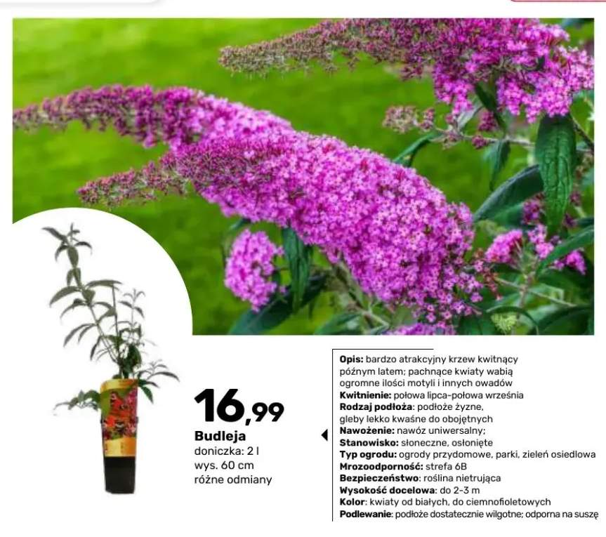 Budleja doniczka 2 l wys. 60 cm