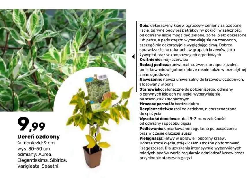 Dereń ozdobny Aurea śr. doniczki 9 cm wys. 30-50 +4 warianty