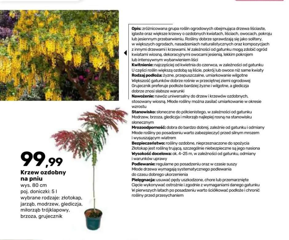 Krzew ozdobny na pniu złotokap wys. 80 cm poj. doniczki 5 l +6 wariantów