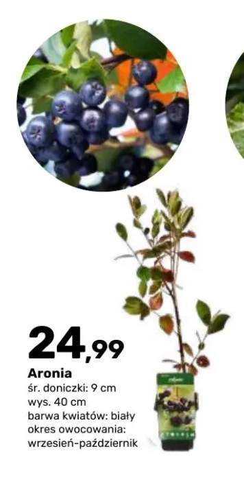 Aronia