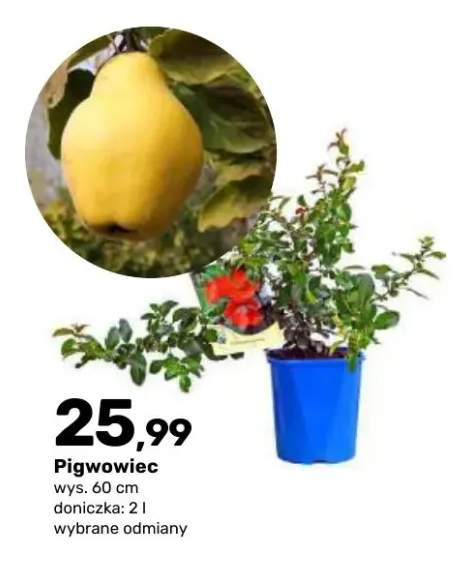 Krzew owocowy Pigwowiec doniczka 2 l wys. 60 cm