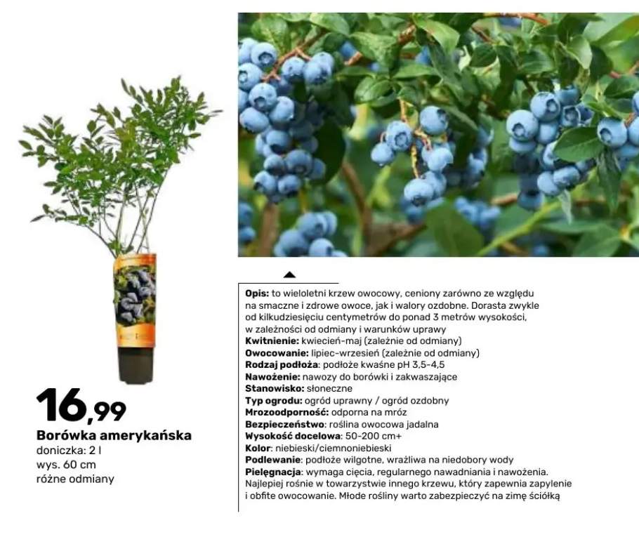 Krzew owocowy Borówka amerykańska doniczka 2 l wys. 60 cm