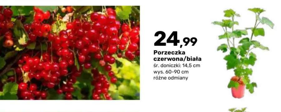 Porzeczka czerwona krzew owocowy +1 wariant