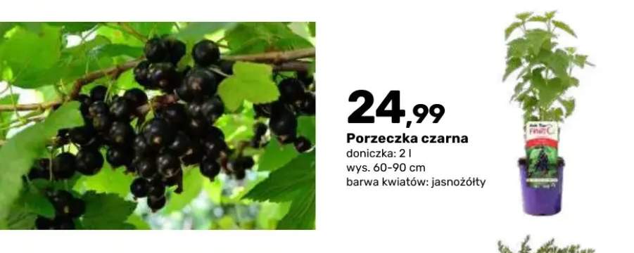 Porzeczka czarna krzew owocowy