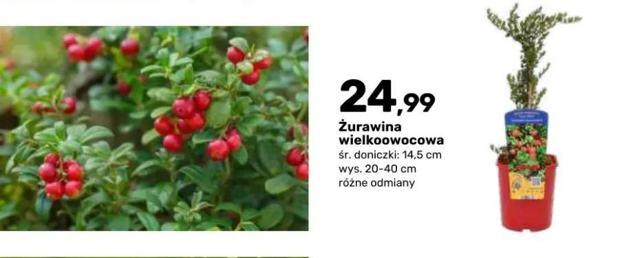 Żurawina wielkoowocowa krzew owocowy