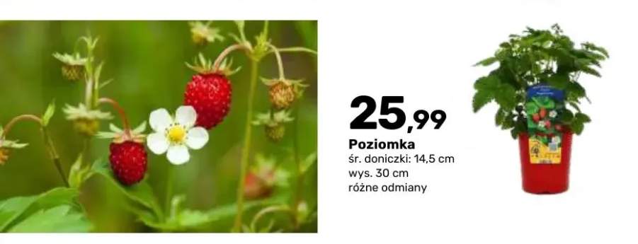 Poziomka krzew owocowy