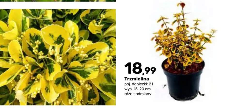 Trzmielina