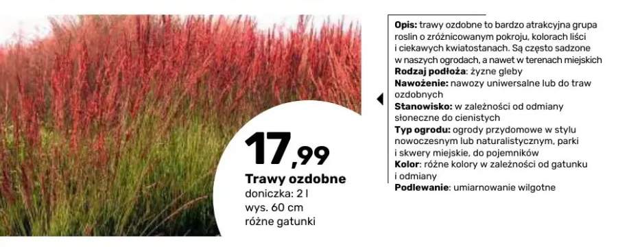 Trawa ozdobna