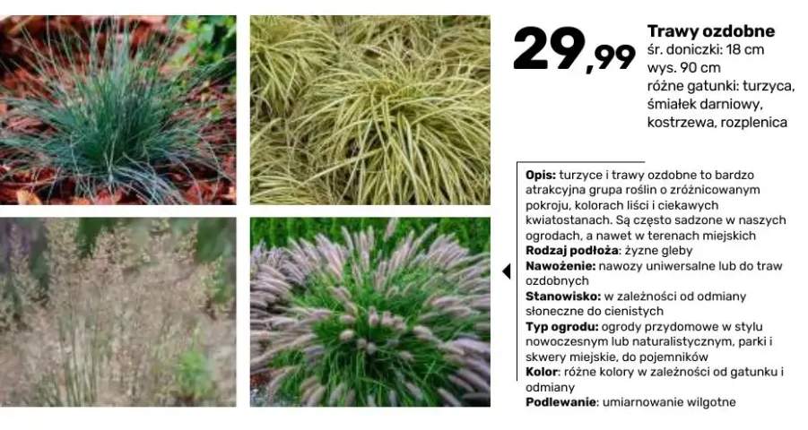Trawa ozdobna Turzyca śr. doniczki 18 cm wys. 90 +3 warianty