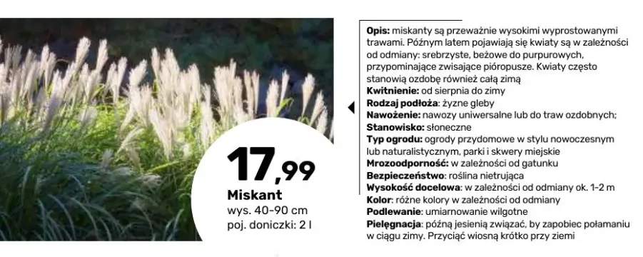 Miskant wys. 40-90 cm poj. doniczki 2 l