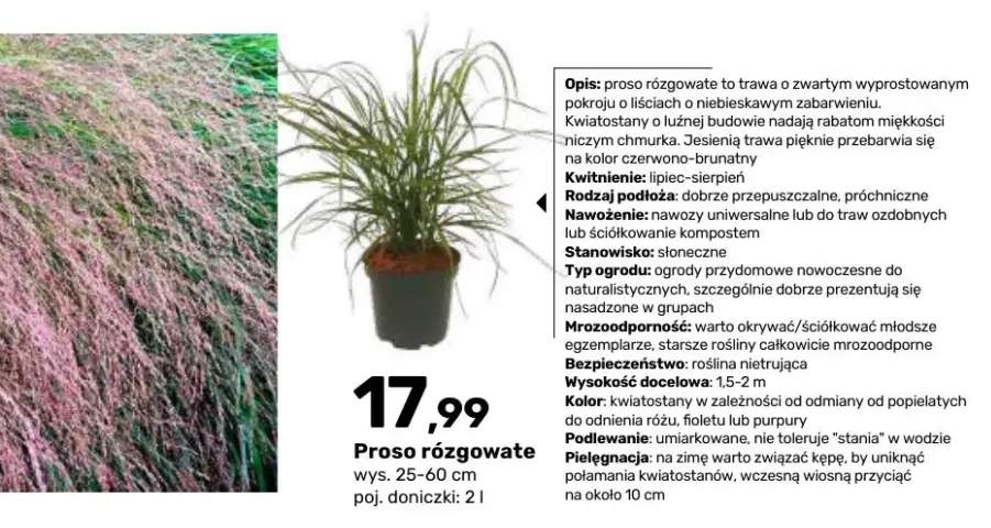 Proso rózgowate wys. 25-60 cm poj. doniczki 2 l